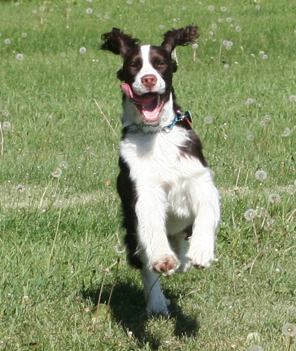 springer spaniel american