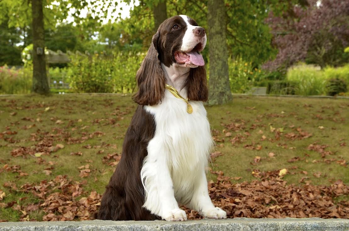 springer spaniels near me