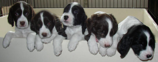 Pictures of dogs - English springer spaniel 3